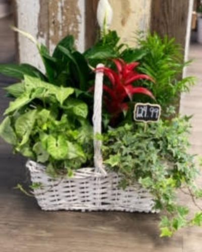 <p>This wonderful plant is perfect for any occasion, the ideal combination of greenery with a burst of color.</p>