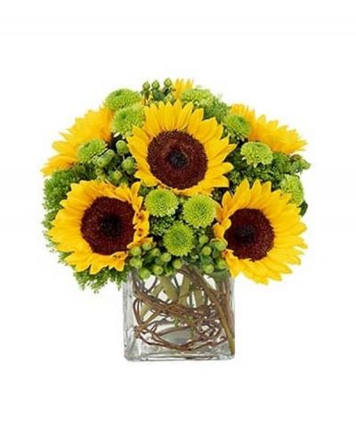Six enthralling sunflowers are the stars of this floral masterpiece also featuring a burst of green poms, green hypericum and green trachelium in a clear cube container accented by curly willow.